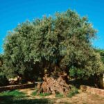 olive tree vouves